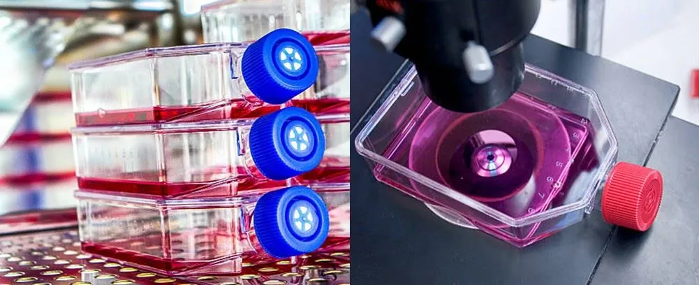 cell culture bottle flask with cap application